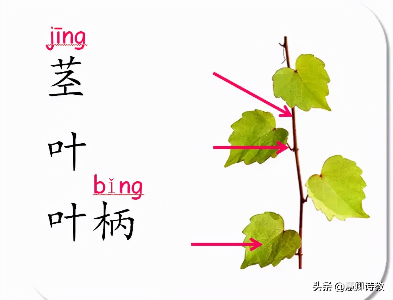 学霸笔记四年级知识点,四上语文第一单元知识点