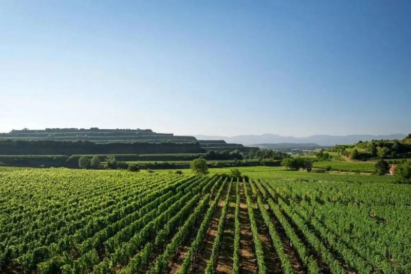 推动数字农业发展依靠哪些技术,数字农业创新应用基地规划方案