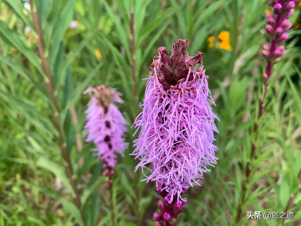 含12生肖的植物名,用十二生肖组成的植物名