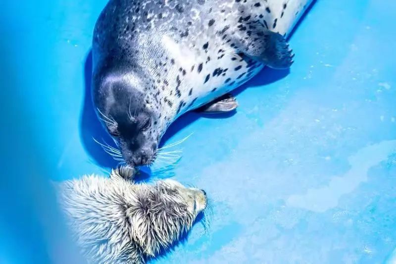 小海豹刚出生为啥有毛,海豹宝宝白毛成年过程