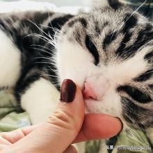 强撸的猫不甜，这些撸猫手法让猫咪乖乖投降，收藏备查