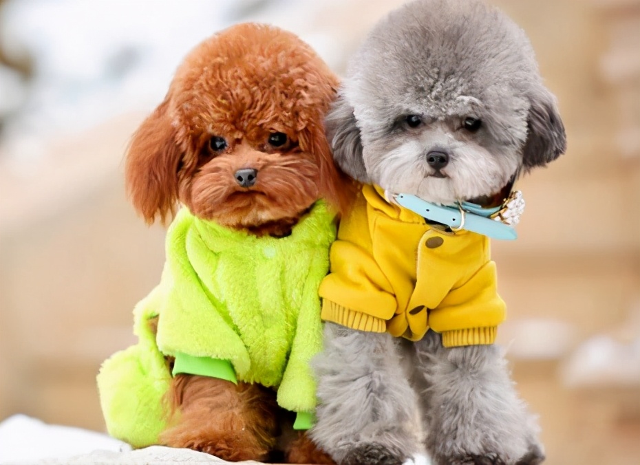 铲屎官都有过不想养狗吗,铲屎官没空喂猫怎么办