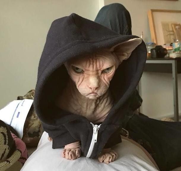 养一只无毛猫会怎么样,无毛猫是不是容易受伤