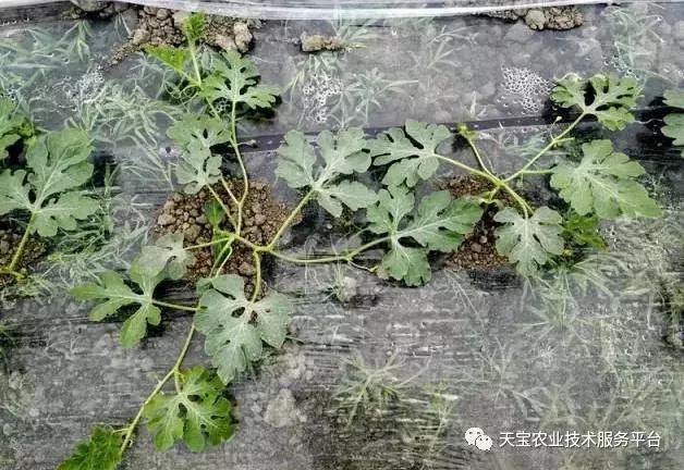 西瓜小叶病西瓜叶片卷曲原因,西瓜龙头皱缩什么原因