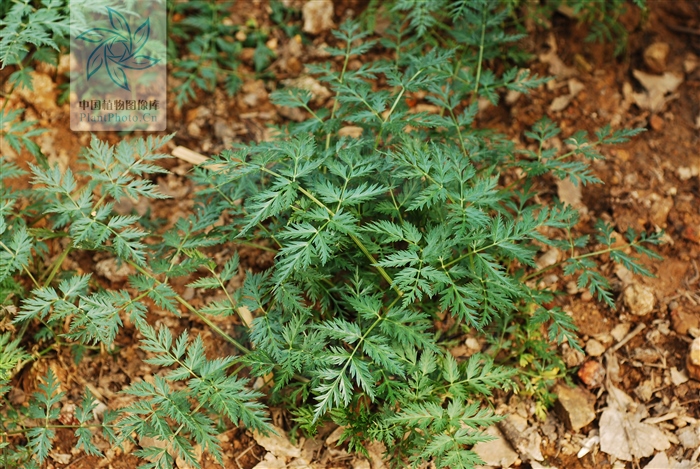 藁本神农本草经,神农本草经葛根原文