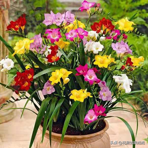 兰花好养易活,兰花比较好养