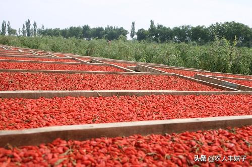 药用枸杞的种植技术,枸杞干货怎么选