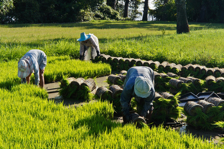 娉板浗杩涘彛涓浗澶х背,娉板浗澶х背鍑哄彛浠锋牸涓婃定