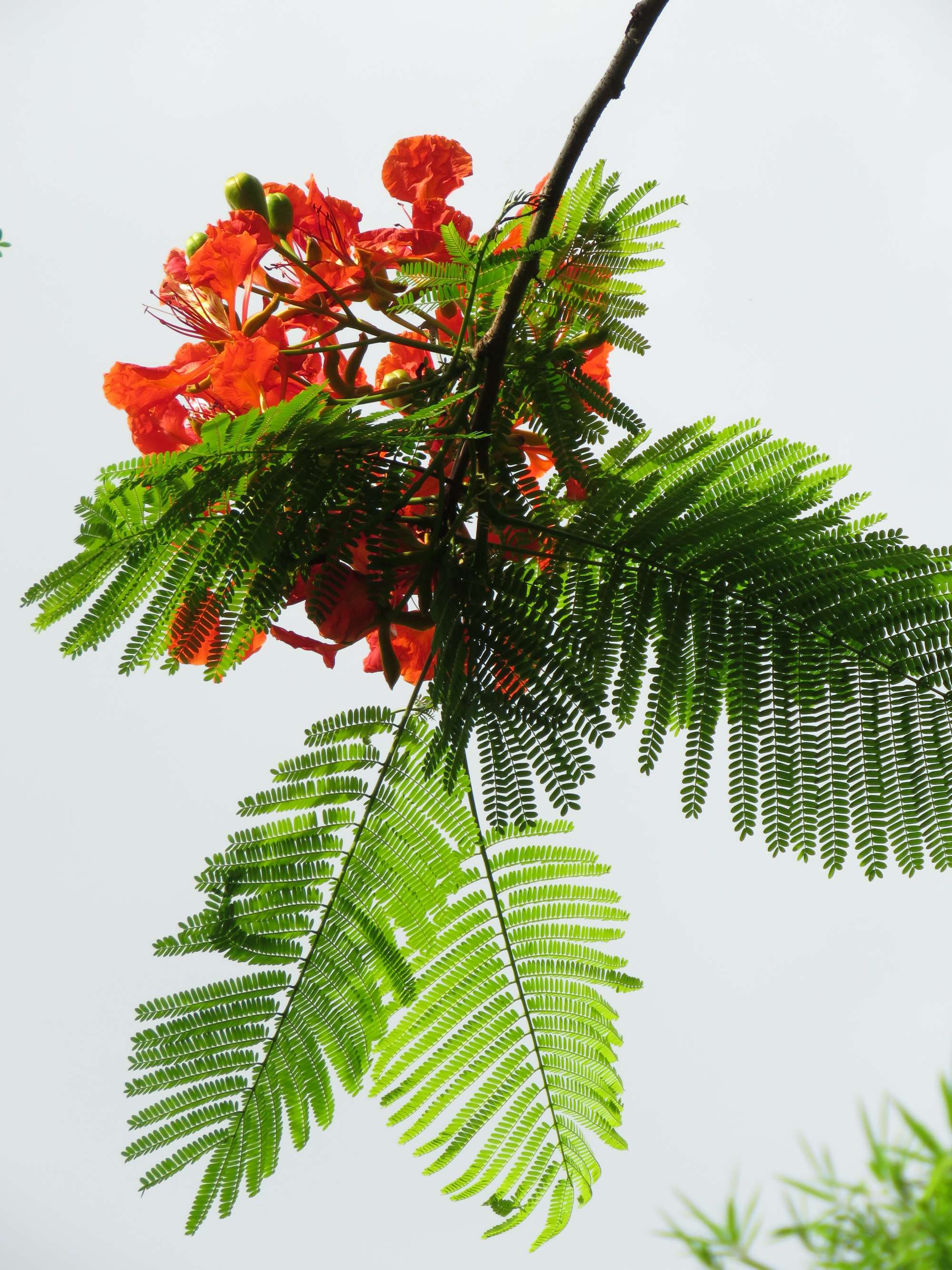 毕业季的凤凰花和栀子花,毕业季凤凰花开的时候