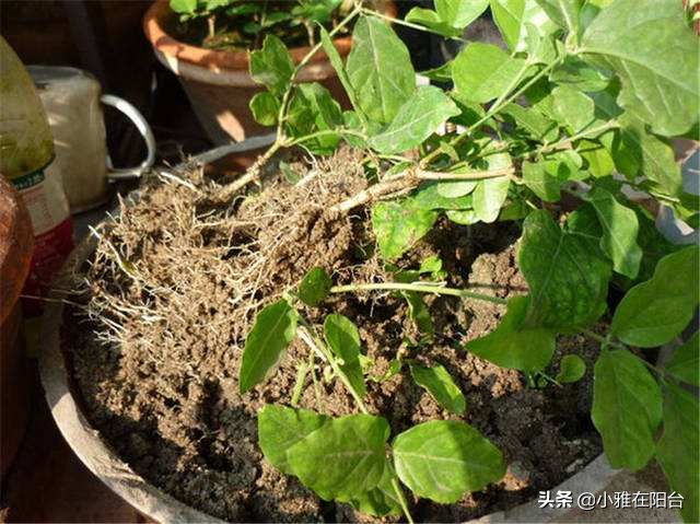 茉莉花盆栽浸盆浇花的正确方法,盆栽茉莉怎样浇水施肥
