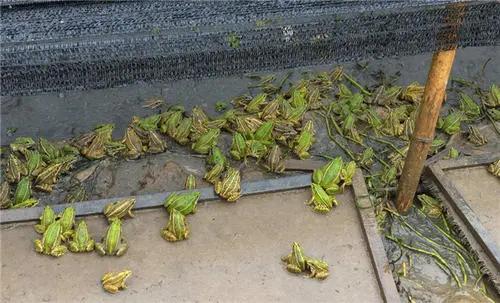 养殖青蛙有哪些模式,养殖青蛙防治病害