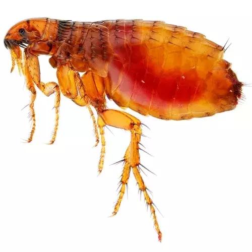 狗狗两腿内侧突然起红疹,狗狗身上起红疹用什么药