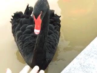 深圳这所大学也太安逸了!