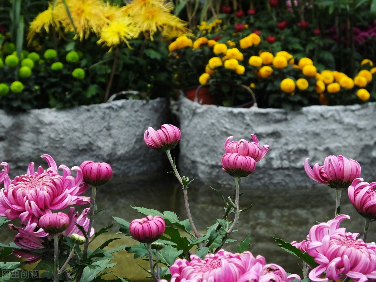 重阳节赏菊花的介绍,赏菊打卡好去处