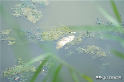 昔日臭水沟今日打卡地运河公园,现在银川市凤凰公园