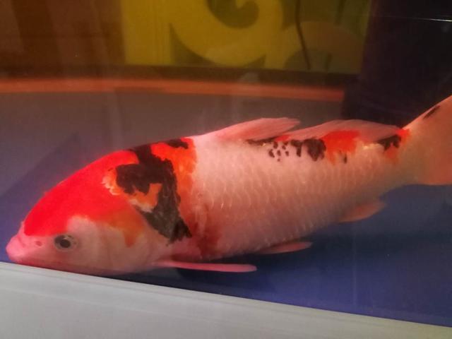 观赏鱼身上有水珠气泡是怎么回事,观赏鱼不打氧起白点