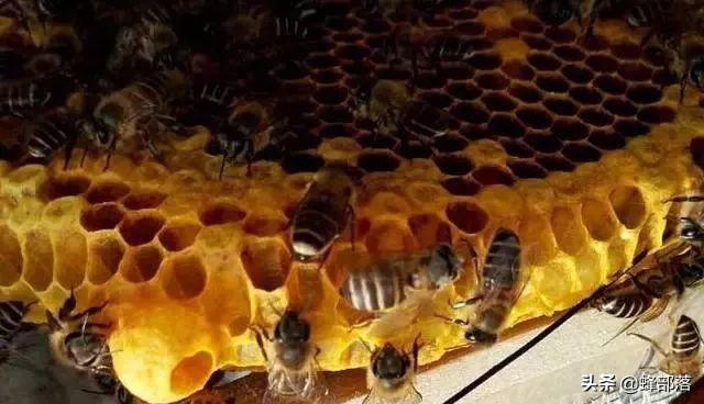 割破了的王台还会成活吗,割王台的时候掉下来怎么办