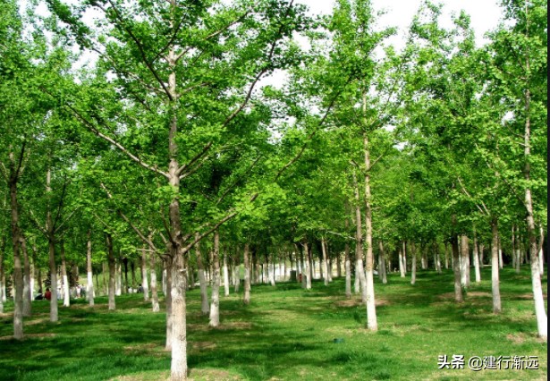 邻居种树影响我的地种庄稼怎么办,隔壁种树影响旁边耕地怎么办