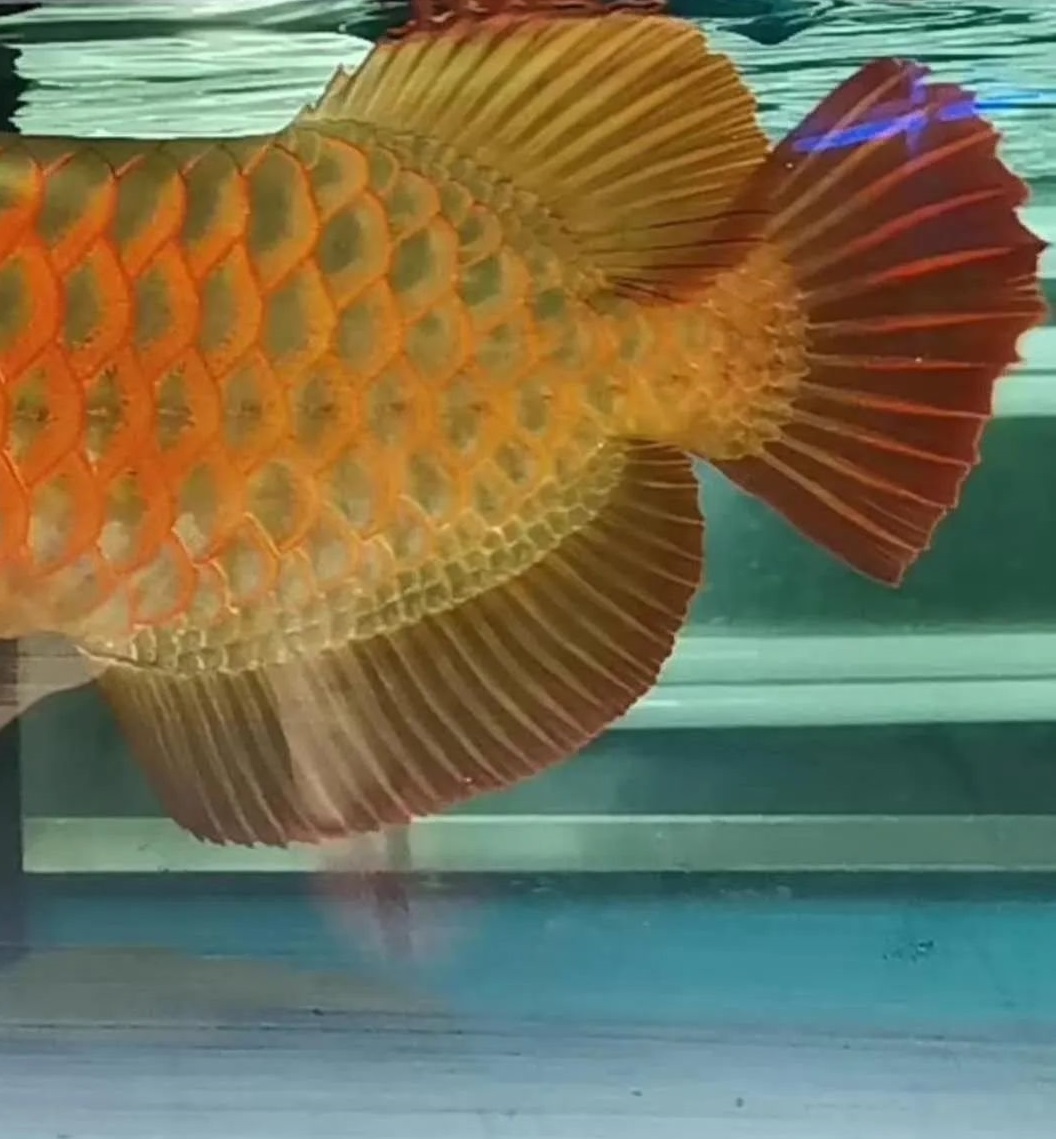 如何防止龙鱼疾病发生,怎么养龙鱼预防生病