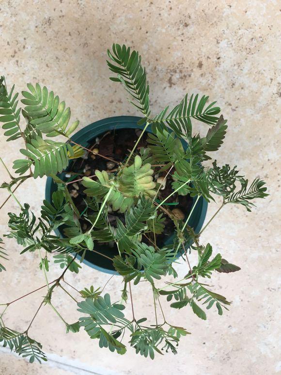 含羞草黄叶子解决办法,含羞草浇水多黄叶怎么补救