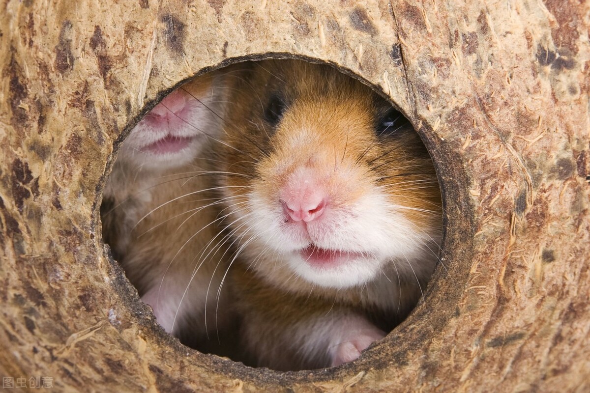 仓鼠不喝水怎么办可以吃什么,为什么怎么喂仓鼠仓鼠都不喝水