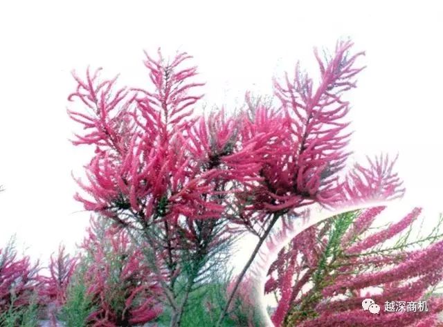 中国各大城市市花介绍,全国56市市花太美了的视频