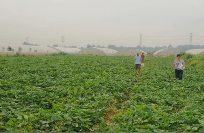 大红薯品种怎么种才大个,种大红薯的方式是怎样的