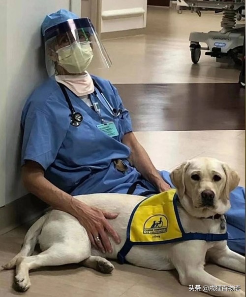 惊！狗狗真的可以“治病”，这类辅助犬做到了