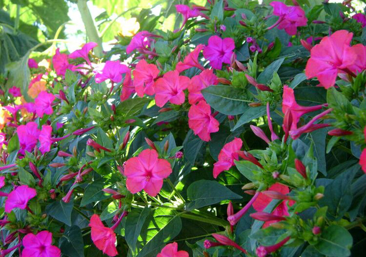 家里好养的花种子有哪些,哪种花种子最容易种活还好养