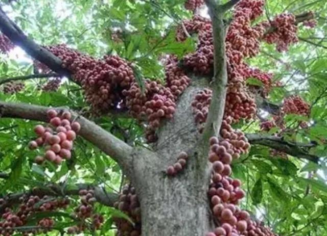 山竹到底是什么水果呢,山竹属于什么类型的水果呢