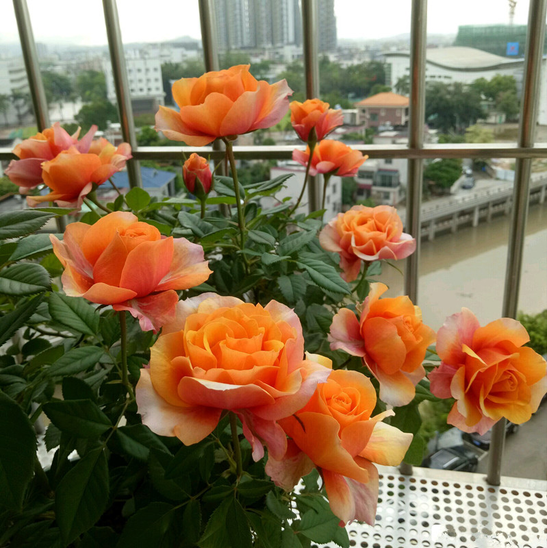 艾帕索月季和朱丽叶哪个值得买,和室月季和艾帕索月季哪个好养