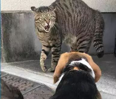 猫咪可怕的病,猫传腹口服441和针剂441的区别