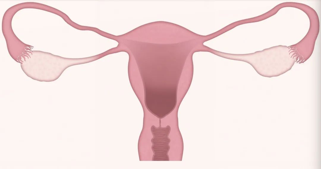 跑得最快、最阳刚的精子才能受精成功？不！它只是运气好而已