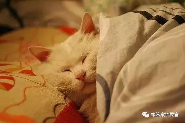 猫咪乱拉乱尿的解决方法,猫咪乱拉屎打了也不改怎么办