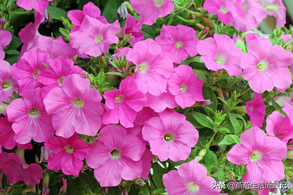 养花常识富贵竹,牵牛花的养花小技巧