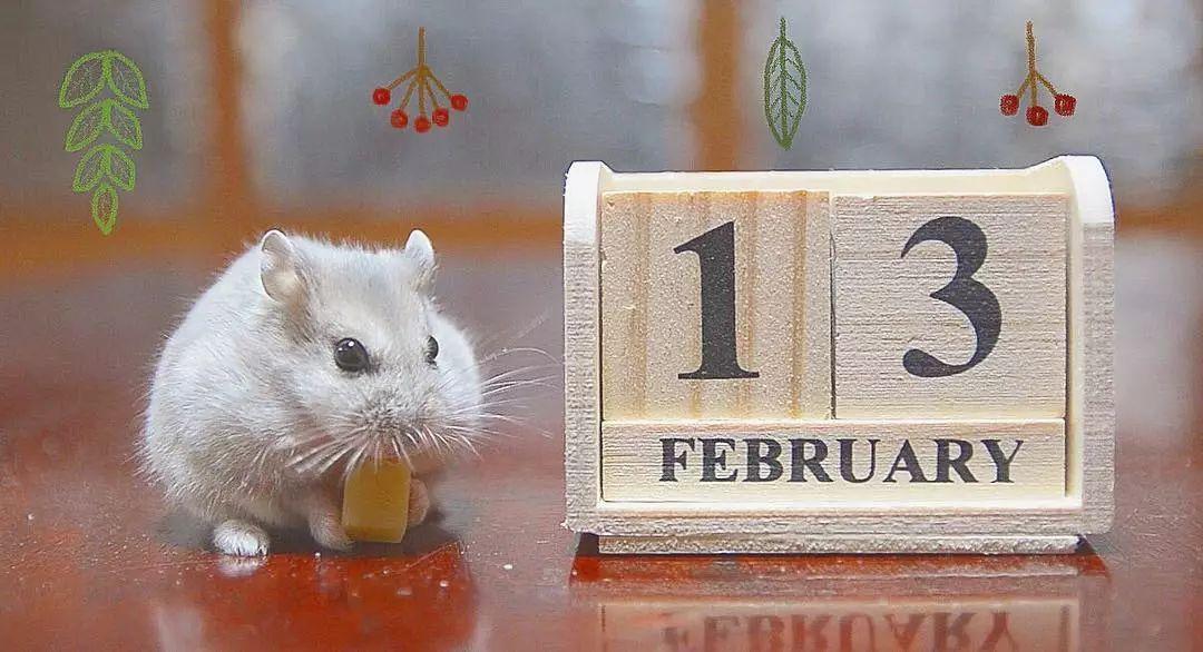 仓鼠眼睛突出意味着上火？