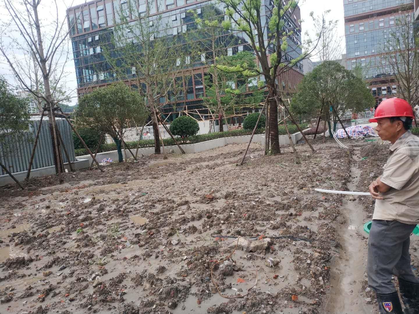 大叶黄杨冬季黄叶是什么原因,大叶黄杨叶片发黄掉叶是什么原因