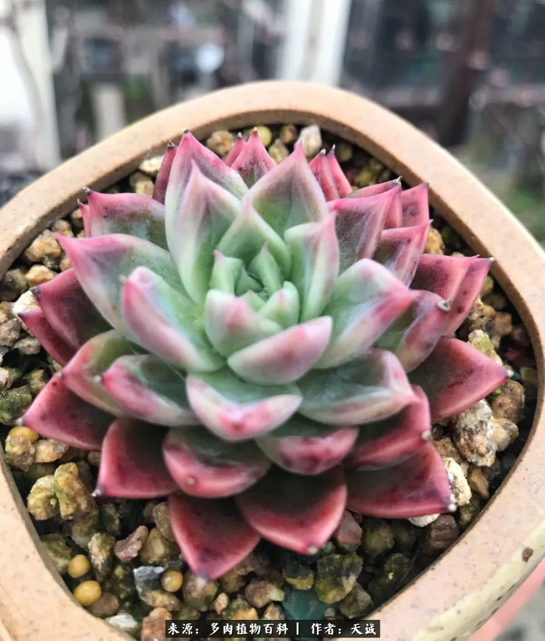 多肉从小养到大的过程,真爱的力量教程