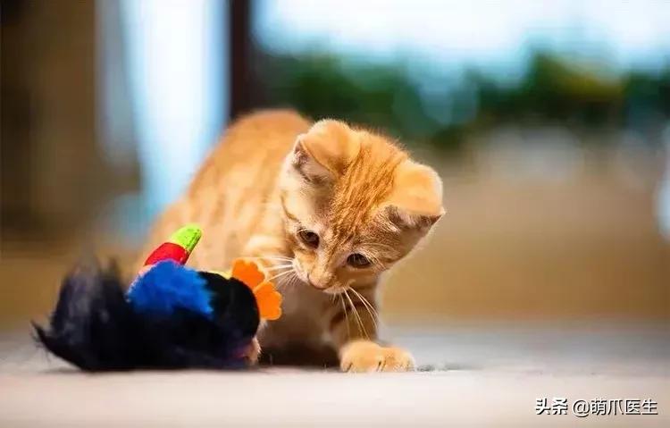 猫独自在家一天一夜,两只猫独自在家七天会怎么样