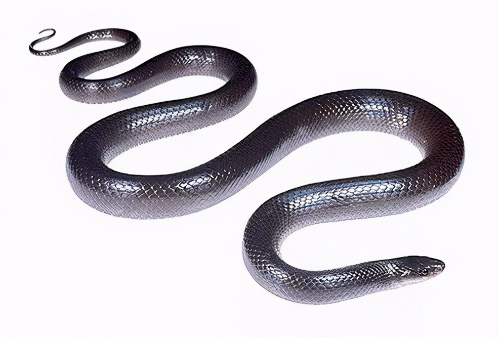 毒蛇不被自己的毒液毒死吗,毒蛇的毒液会不会把自己给毒死