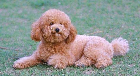 泰迪犬串串毛摸着粗糙是像土狗吗,泰迪犬毛色越来越浅怎么办