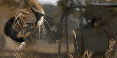 蜜獾吃毒蛇像吃辣条,蜜獾平头哥大战狮子