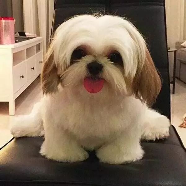 纯种狗怎么来的,怎样培育纯种狗