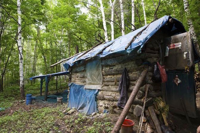 最近挖出来的野山参,百年野山参有多罕见