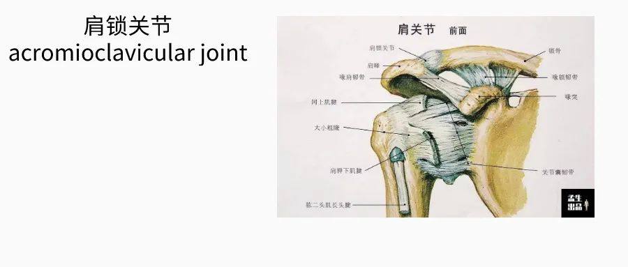 肩锁关节脱位伴钢板固定演示,解剖学肩关节