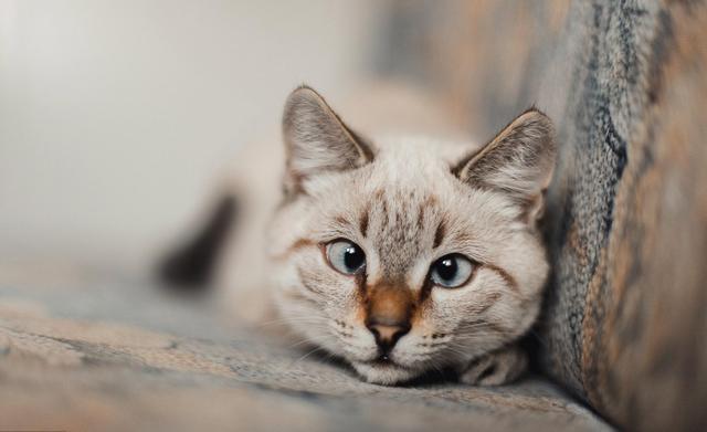 斗鸡眼布偶猫是有缺陷吗,布偶猫斗鸡眼有没有影响