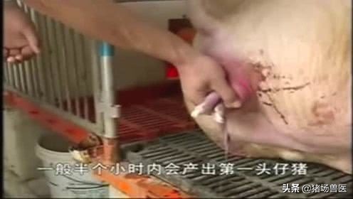 母猪产崽前不老实几个小时,母猪产子慢是怎么回事