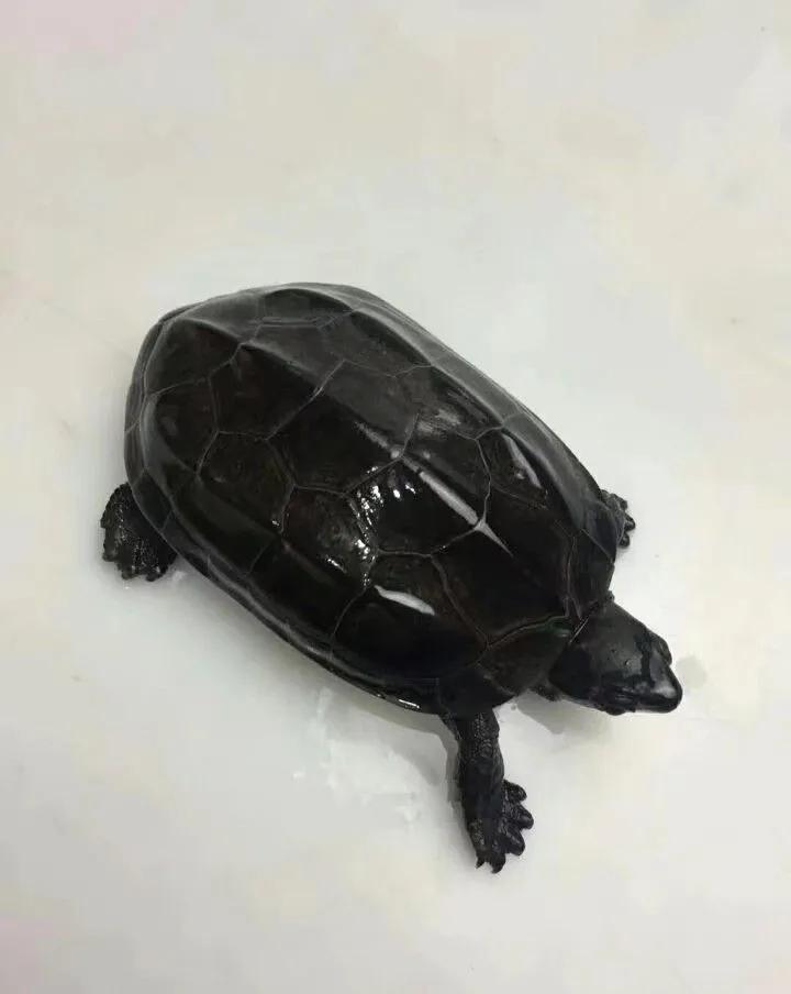 两种国龟的悲歌——古时的山泽常客到现今的附录稀客