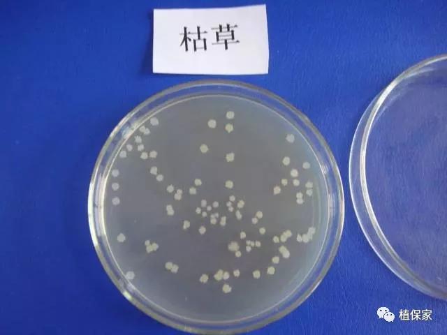 枯草芽孢杆菌的作用及功效农业,枯草芽孢杆菌的用途与用法