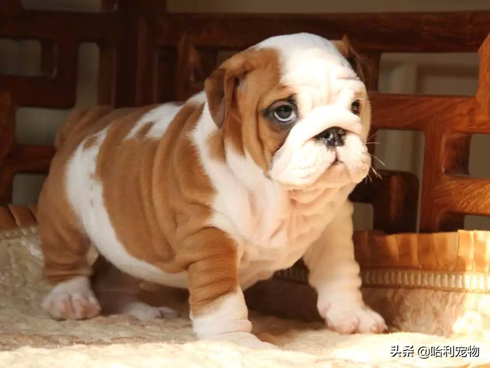 英斗犬和法斗犬区别图片对比大全,法斗犬和英斗犬的区别